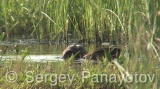Video of Ferruginous Duck - Ferruginous Duck in early spring in shabla lake in nesting period